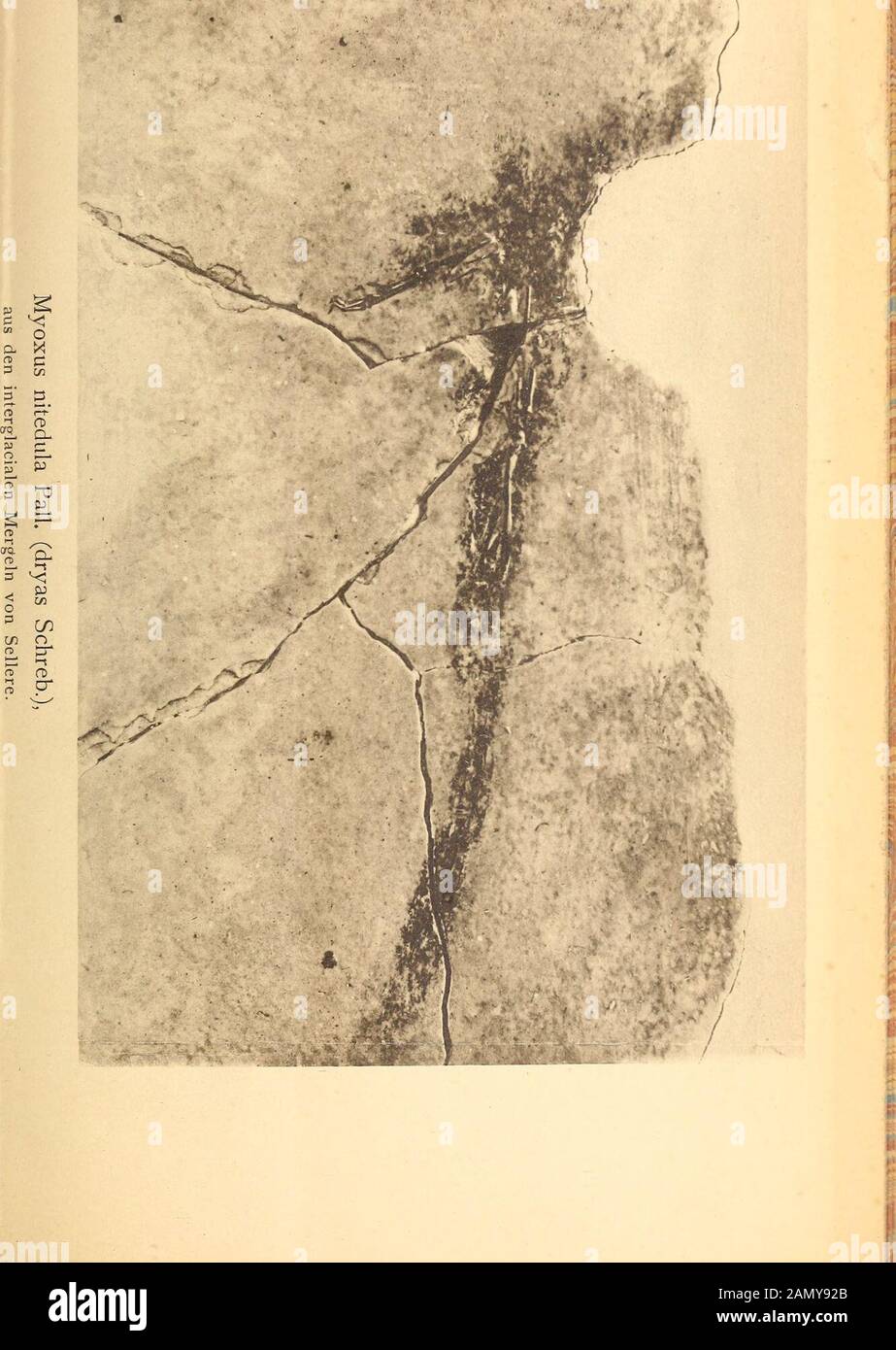 Neues Jahrbuch für Mineralogie, Géologie et Paläontologie . Taf. V. . H.Jahrbuchf!Miner alo qi e etc.1836. Bd.!. Tal*. VI Neues Jahrbuch für liEmloiö, Kooloiio m Paleontooie. Unter Mitwirkung einer Anzahl von Fachgenossenherausgegegebeben von M. Bauer, W. Dames, Th. Liebisch à Marburg, à Berlin. À Göttingen. Jahrgang 1896. Bande L. Erstes Heft. Mit Tafel I—II und mehreren Figuren. STUTTGART. E. Schweizerbartsche Verlagshandlung (E. Koch).1896. Jährlich erscheinen 2 Bände, je zu 3 Heften. Mk Preis Pro Band 20.— Die geehrten Herren Mitarbeiter und Leser des Neuen JäMnclies für Mineralogie, Banque D'Images