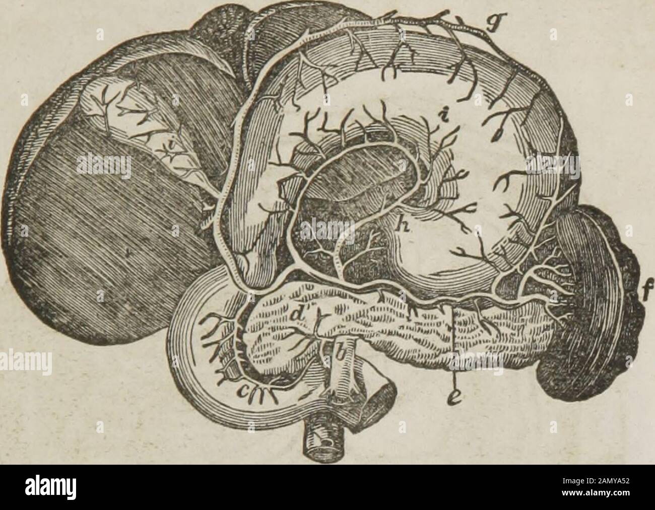 Anatomie et physiologie : conçu pour les académies et les familles . Fig. 149. Vue de l'aorte abdominale et de ses branches. 1,1, La diaphracm², une ouverture pour la veine cave ascendante. 3, une ouverture pour le reVphaus^ wiiSWiTtaMElK. TN &S ST!11,0* le &lt;»«»&. £ TRTsuiS renaies. 6, 0, je l'enlève. 7, 1 he aorte abdominale. 8, Les artères phreniques 9 S éche^ -u^aror;- VVfY ffi W™ W *tu*Z&lt; tlle W^rter^lljandme tieblanc artère (U.) 13, Section OT les artères mésentériques supérieures 14 14 Timemulégent. 16,15, les artères spermatiques. 16 ? Les artères ii^ferior n^esent ricn !Tio i,V, lh,e ar. 18, T Banque D'Images