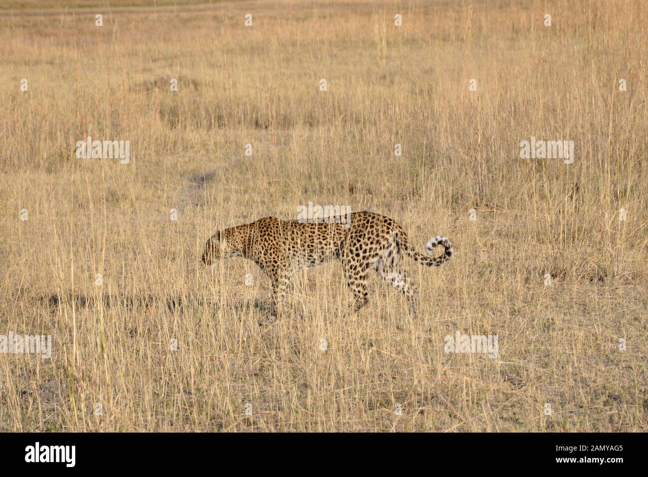 Botswana, Parc National De Moremi Banque D'Images