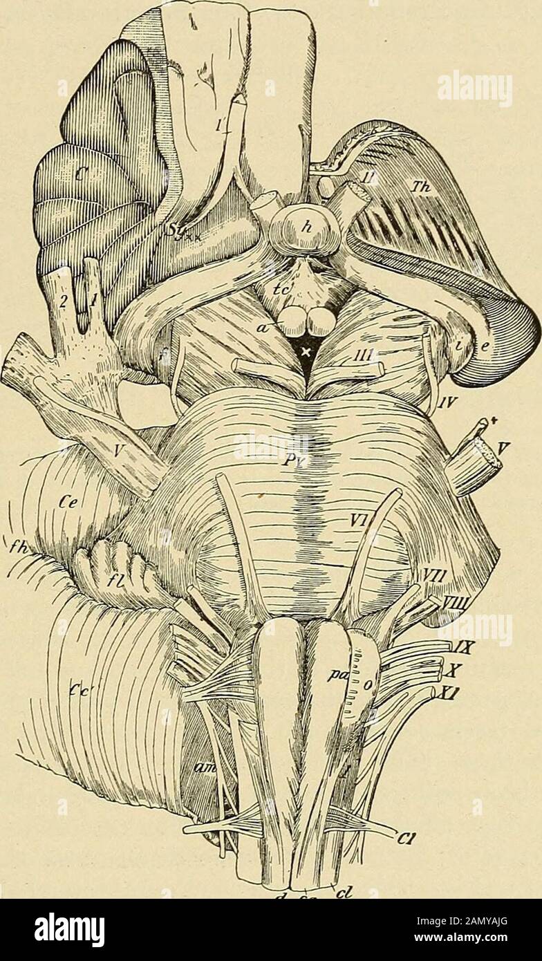 Maladies nerveuses organiques et fonctionnelles; un livre de texte de neurologie . Montrant la distribution des nerfs craniens cinquième, septième et onzième et des plexités cervicales et brachiales ; aussi la zone de l'artère meningiale centrale dans l'innertable du crâne, la blessure à laquelle est parfois la cause de l'hémiplégie; aussi la coursedes vaisseaux sanguins dans le cou et le visage. (Atlas d'Arnolds.) NERFS CRÂNIENS TKE. 623 nerf, maladies dans les centres primaires du nerf, maladies dans les faisceaux intra-cérébraux du nerf, et maladies des centres secondaires ou corticalcentres du nerf. Dans cette section, le Banque D'Images Maladies nerveuses organiques et fonctionnelles; un livre de texte de neurologie . Montrant la distribution des nerfs craniens cinquième, septième et onzième et des plexités cervicales et brachiales ; aussi la zone de l'artère meningiale centrale dans l'innertable du crâne, la blessure à laquelle est parfois la cause de l'hémiplégie; aussi la coursedes vaisseaux sanguins dans le cou et le visage. (Atlas d'Arnolds.) NERFS CRÂNIENS TKE. 623 nerf, maladies dans les centres primaires du nerf, maladies dans les faisceaux intra-cérébraux du nerf, et maladies des centres secondaires ou corticalcentres du nerf. Dans cette section, le Banque D'Images
