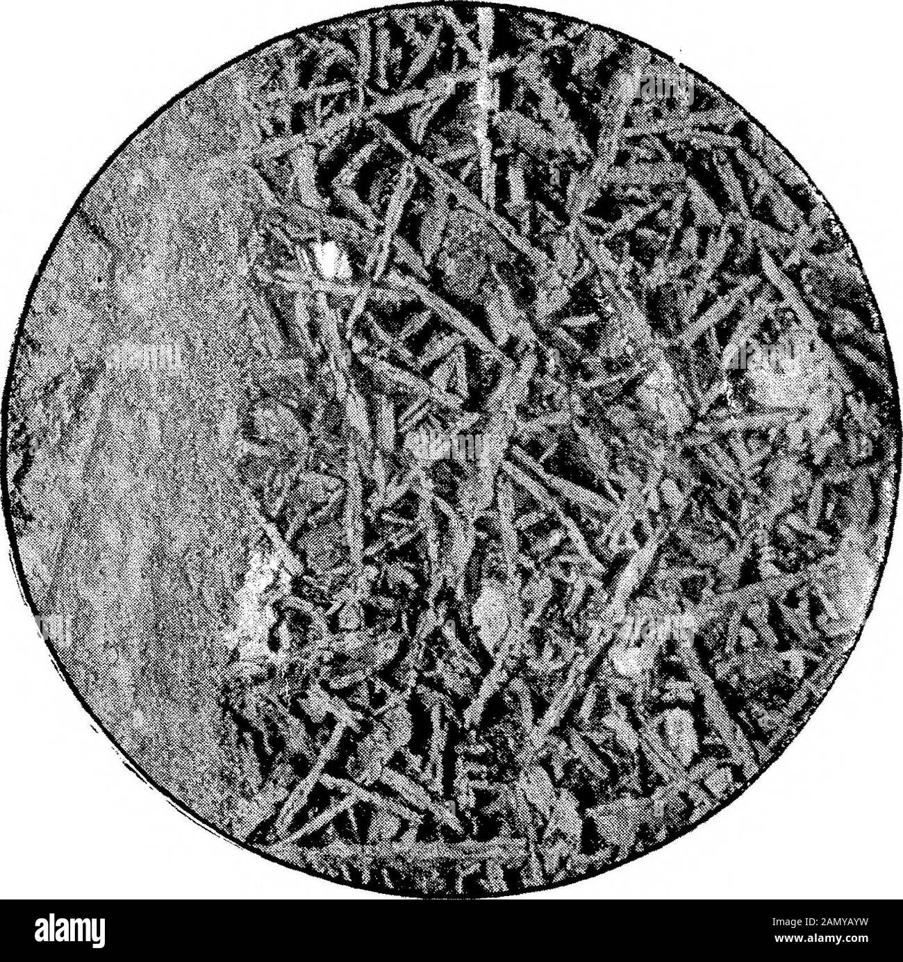 La synthèse d'un silicalcyanure et d'un Felspar. Étain est aussi propre que possible et contient du silicium, de l'aluminium et beaucoup de sodium. C'est probablement une solution solide d'IsTaSisAin sodium. La section la plus basse du tube contenait plus d'alliage gris et un peu de silicium libre. Cet alliage est le plus proche de la façon d'un noyau unoxydzedalbite que j'ai encore pu obtenir. Il est évidemment possible que des relations quelque peu similaires puissent être traceableentre les aluminos-silicides d'autres types et d'autres classes d'alumino-silicates. Une grande partie du travail enregistré dans ce document W Banque D'Images