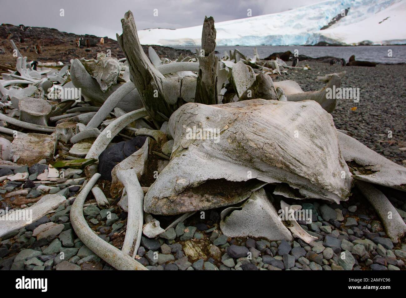 Des squelettes de baleines abattues au cours du siècle dernier. Photographié dans l'Antarctique Banque D'Images