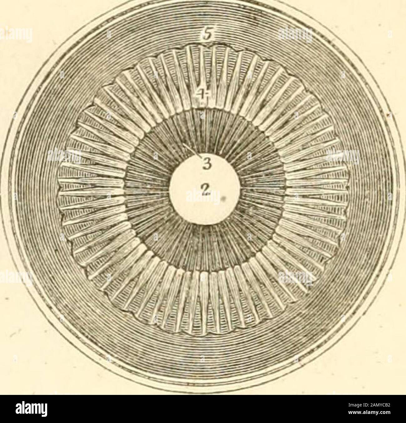 Un traité sur les maladies de l'œil . a. 22. Corps vitré. 23. Membrane hyaloïde. 24. Canalis hyalooideus. 25.. Zonula ciliaris. Dans la plaque, aucune partie fimbrée n'est vue, étant dissimulée par les processus ciliaires. 26. Canal de petit. 27. Lentille cristalline. 28. Paroi antérieure de la capsule de l'objectif. 29. Paroi postérieure de la capsule des thelens. 30. Chambre postérieure du hu-mor aqueux. 31. Chambre antérieure du hu-mor aqueux. Fig. 2.—une section longitudinale du Globe de l'œil. 1. Le pelage sclérotique. 2. La cornée. 3. Le manteau choroïde. 4. Le ligament ciliaire. 5. Le p ciliaire Banque D'Images