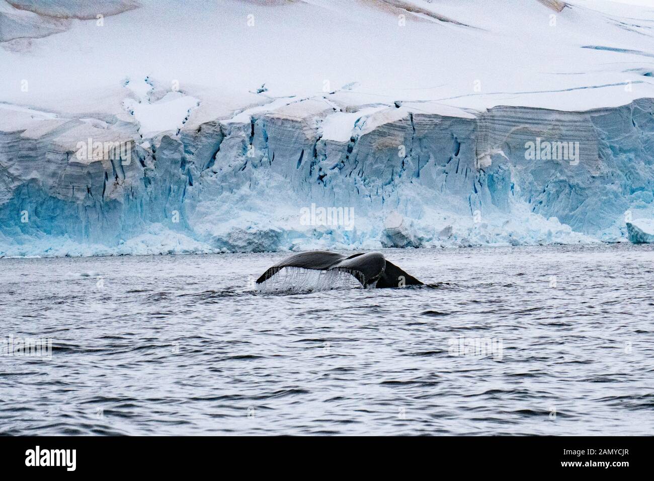 Rorqual miné de l'Antarctique (Balaenoptera bonaerensis). Cette baleine se trouve dans l'hémisphère sud, Banque D'Images