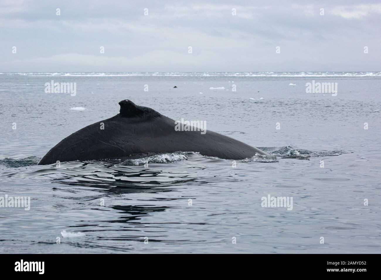 Rorqual miné de l'Antarctique (Balaenoptera bonaerensis). Cette baleine se trouve dans l'hémisphère sud, Banque D'Images
