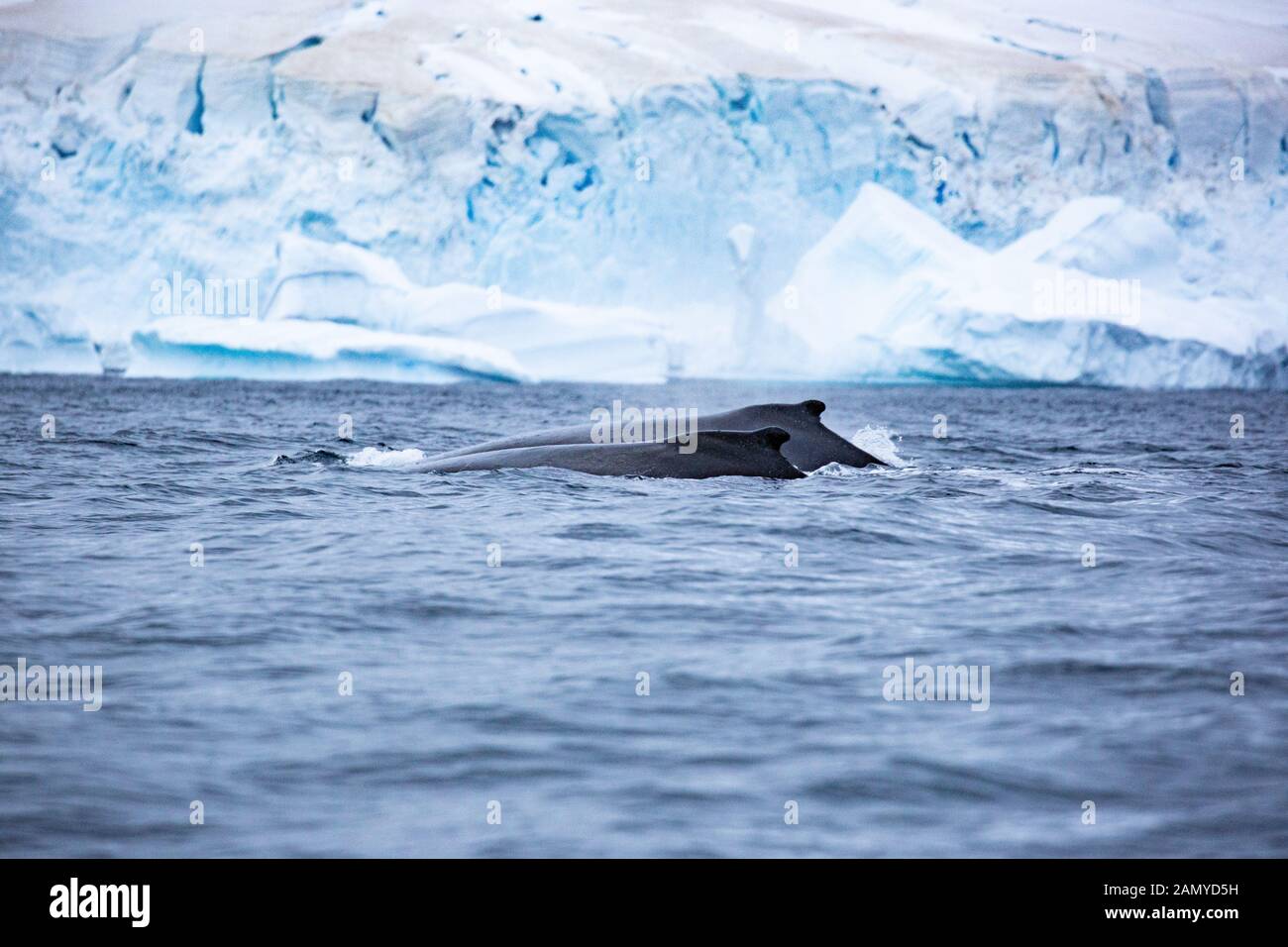Rorqual miné de l'Antarctique (Balaenoptera bonaerensis). Cette baleine se trouve dans l'hémisphère sud, Banque D'Images