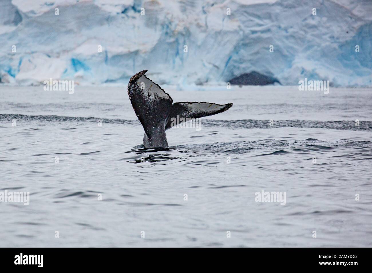 Rorqual miné de l'Antarctique (Balaenoptera bonaerensis). Cette baleine se trouve dans l'hémisphère sud, Banque D'Images