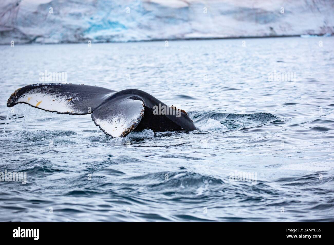 Rorqual miné de l'Antarctique (Balaenoptera bonaerensis). Cette baleine se trouve dans l'hémisphère sud, Banque D'Images