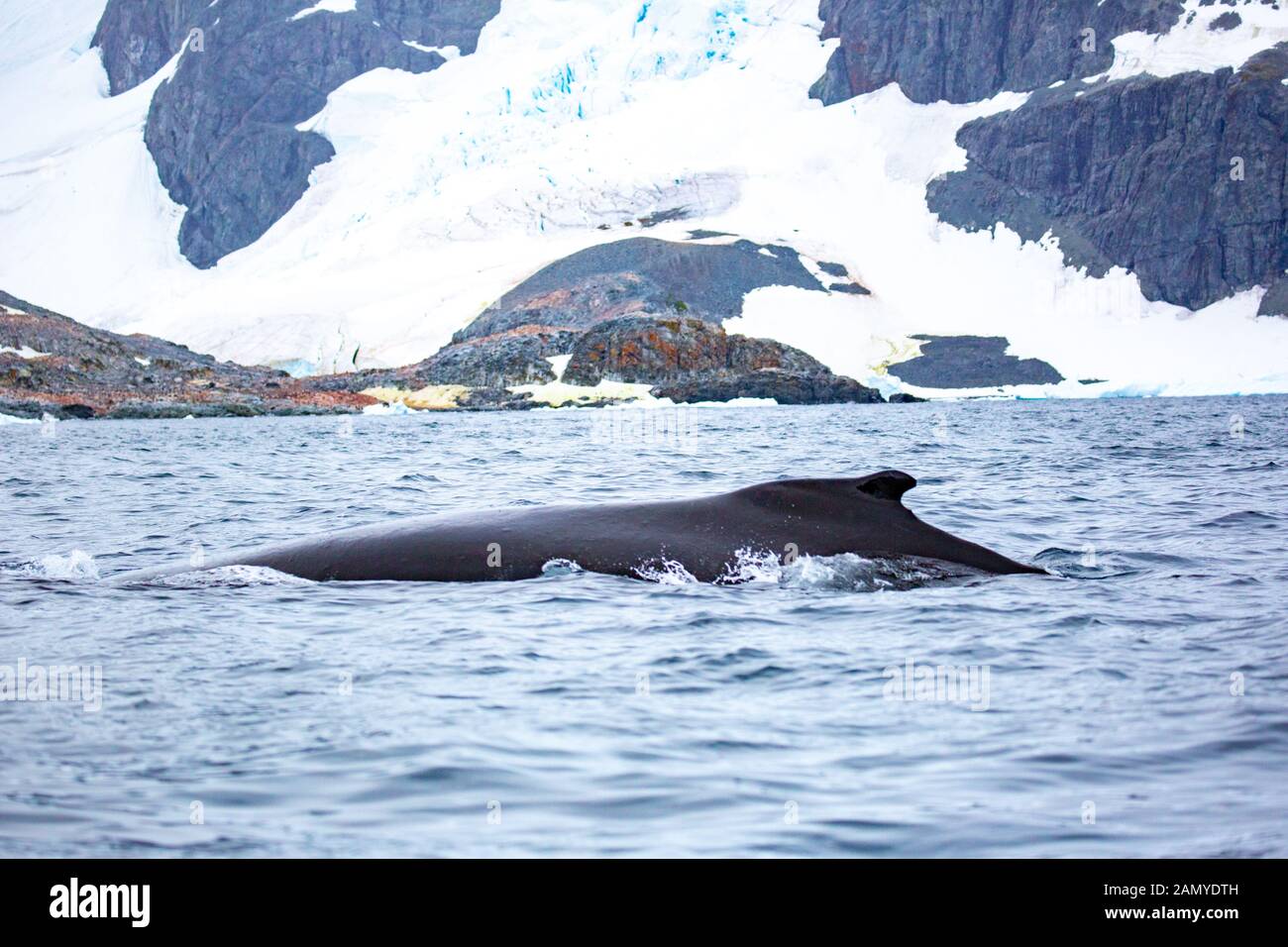 Rorqual miné de l'Antarctique (Balaenoptera bonaerensis). Cette baleine se trouve dans l'hémisphère sud, Banque D'Images