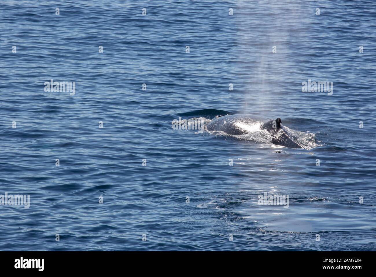 Petit rorqual de l'Antarctique (Balaenoptera bonaerensis). Cette baleine est trouvé dans l'hémisphère Sud, qui passent l'hiver dans les eaux tropicales et la migration Banque D'Images