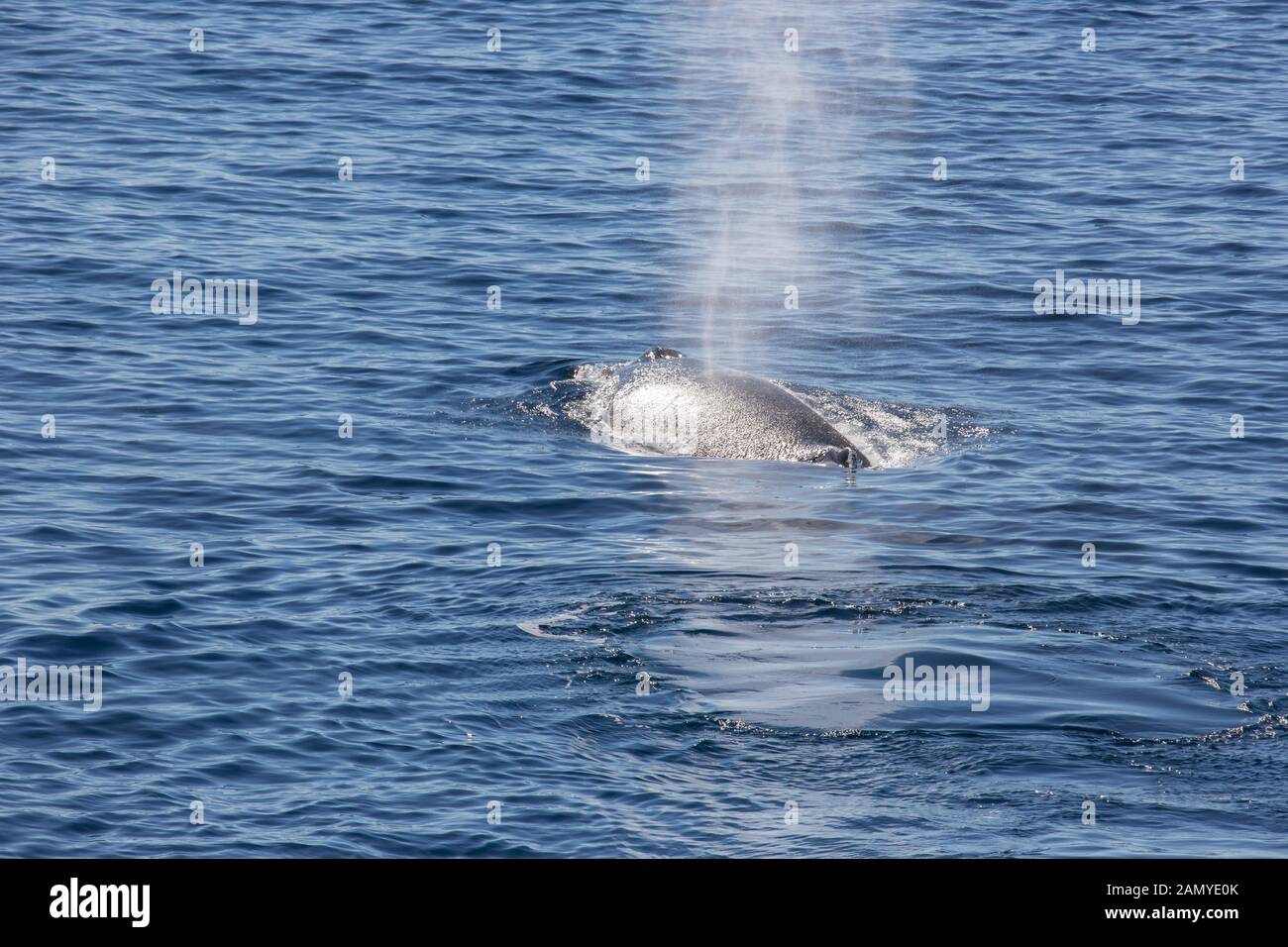 Petit rorqual de l'Antarctique (Balaenoptera bonaerensis). Cette baleine est trouvé dans l'hémisphère Sud, qui passent l'hiver dans les eaux tropicales et la migration Banque D'Images