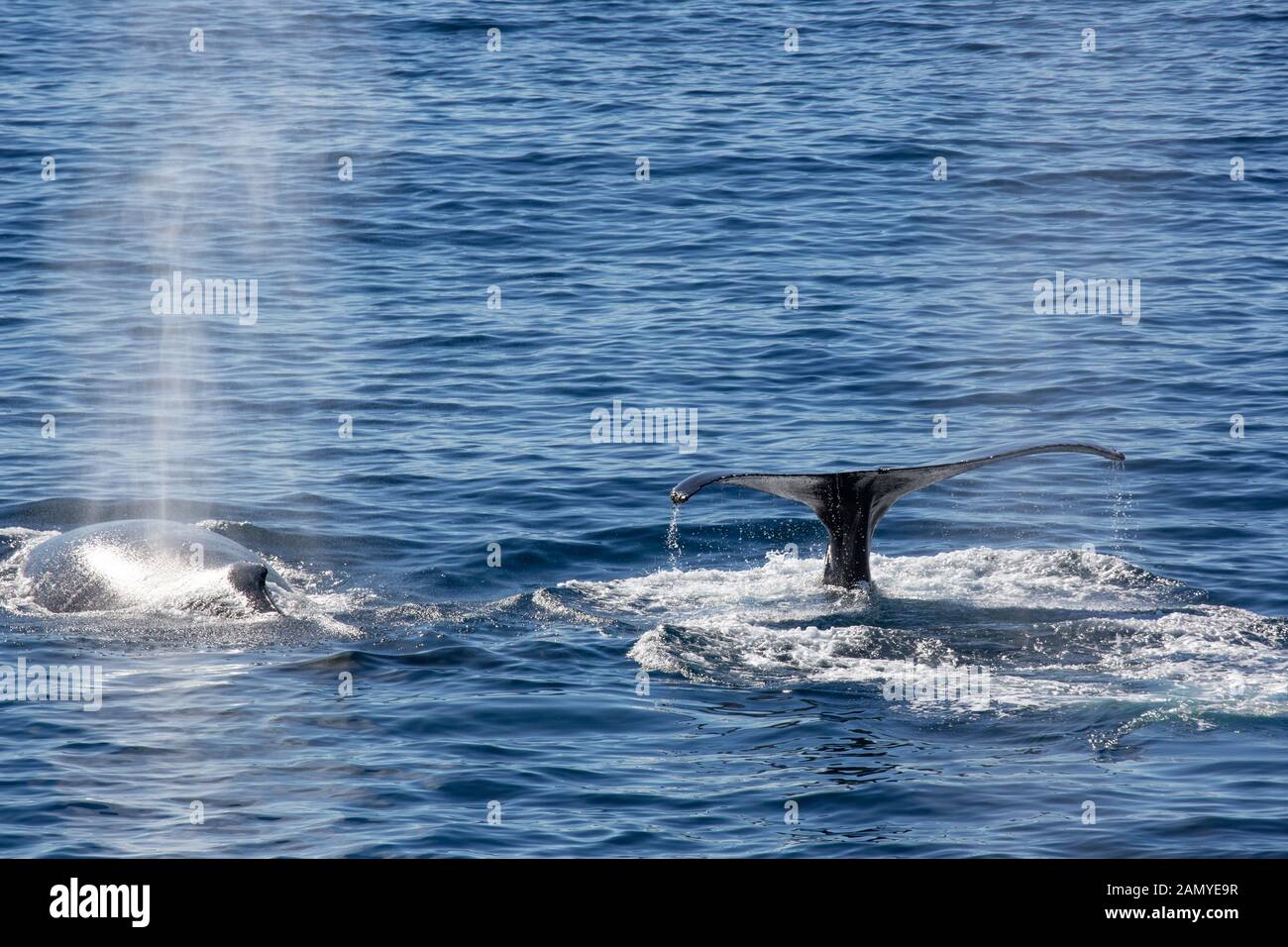 Petit rorqual de l'Antarctique (Balaenoptera bonaerensis). Cette baleine est trouvé dans l'hémisphère Sud, qui passent l'hiver dans les eaux tropicales et la migration Banque D'Images