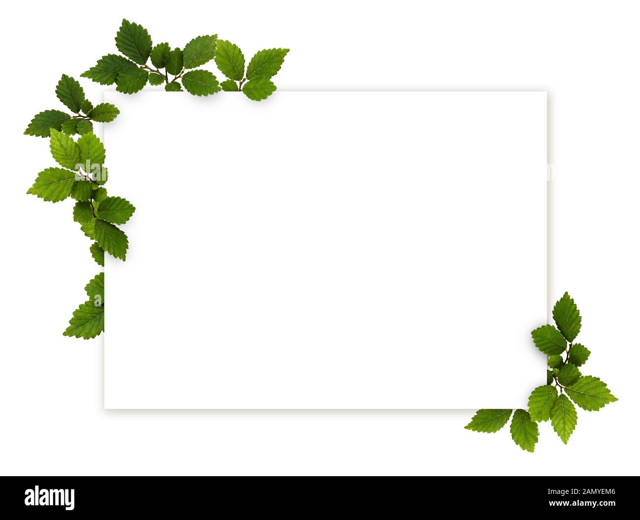 Les rameaux verts avec de petites feuilles texturées dans un magnifique quartier et une carte sur fond blanc Banque D'Images