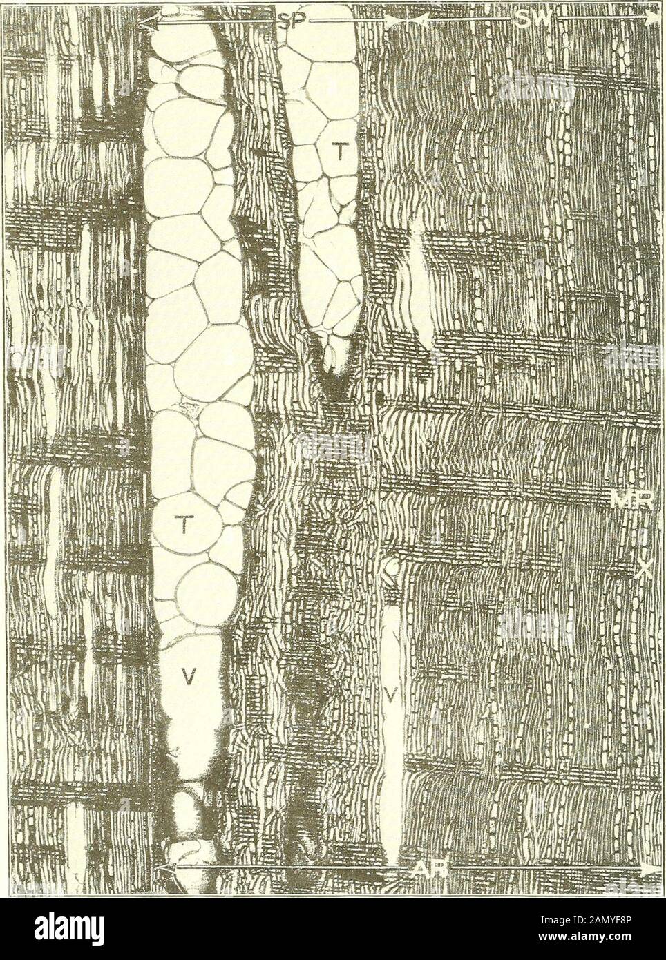 Bulletin de l'U.SDepartment of Agriculture . Chêne Rouge (Section Radiale, Grossie 50 Diamètres). SP, springwood; SW, summerwood; MR, rayon médullaire; V, pores ou vaisseaux; X, bois prosen-chyma (fibres, etc.). Bui. 606, U. S. Département de l'agriculture. Plaque IV. Post Oak, Un Chêne Blanc (Section Radiale, Grossie 50 Diamètres). SP, springwood; SW, summerwood; MR, rayon médullaire; V, pores ou vaisseaux; X, pros-enchyrna du bois (fibres, etc.); T, tyloses. RÉSISTANCE DES BOIS DURS À LA CRÉOSOTE. Banque D'Images