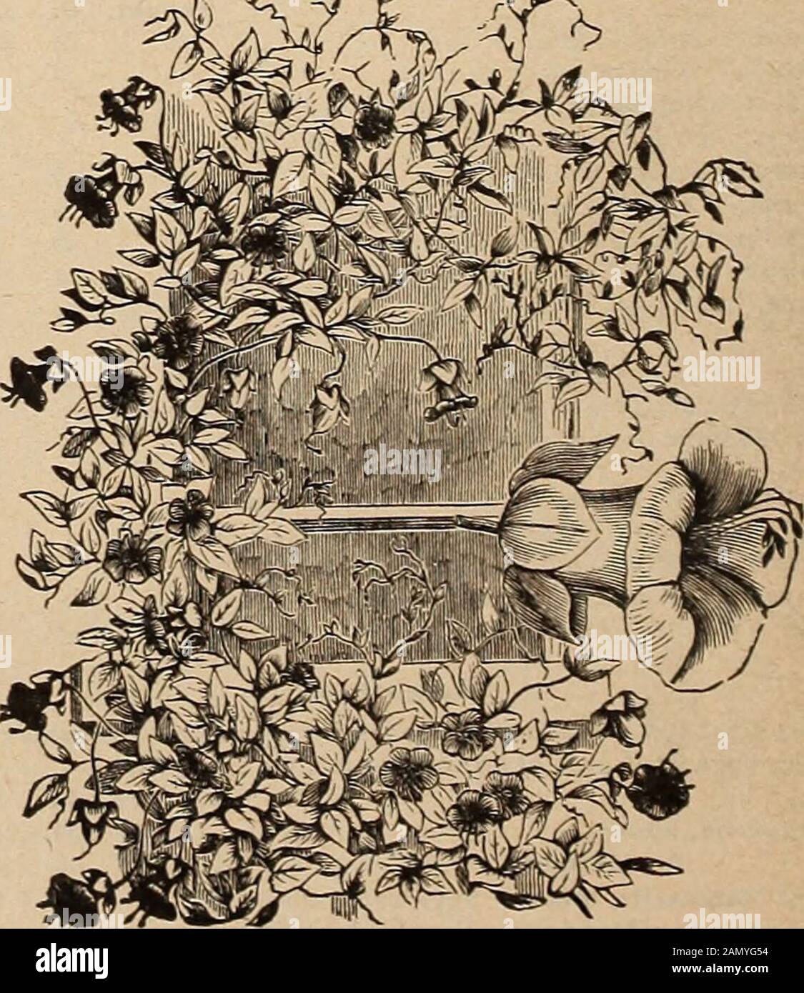 Liste des prix de gros de Dreer : graines de fleurs pour fleuristes plantes pour fleuristes bulbes pour fleuristes semences de légumes engrais, fongicides, insecticides, outils, etc . maintenant beaucoup utilisés pour la coupe. Kt. Ch. Oz. Alba. Blanc double 15 50 ? Génial. Cramoisi-Écarlate 15 50 Saumon Queen. Saumon Double 15 50 Scarlet Queen. Écarlate D'Orange 15 50 Double Mixte. Toutes Les Couleurs 15 40 Cleome (Giant Spider Flower).Qigantea. Rosy-cramoisi 10 25 Cobsea (tasses et Soucoupes Vine). L'un des meilleurs grimpeurs, s'accrochera à n'importe quelle surface rugueuse. AlwaysA bonne vente pour les plantes de ceci. Les semences doivent être semées tôt et placées edgewis Banque D'Images