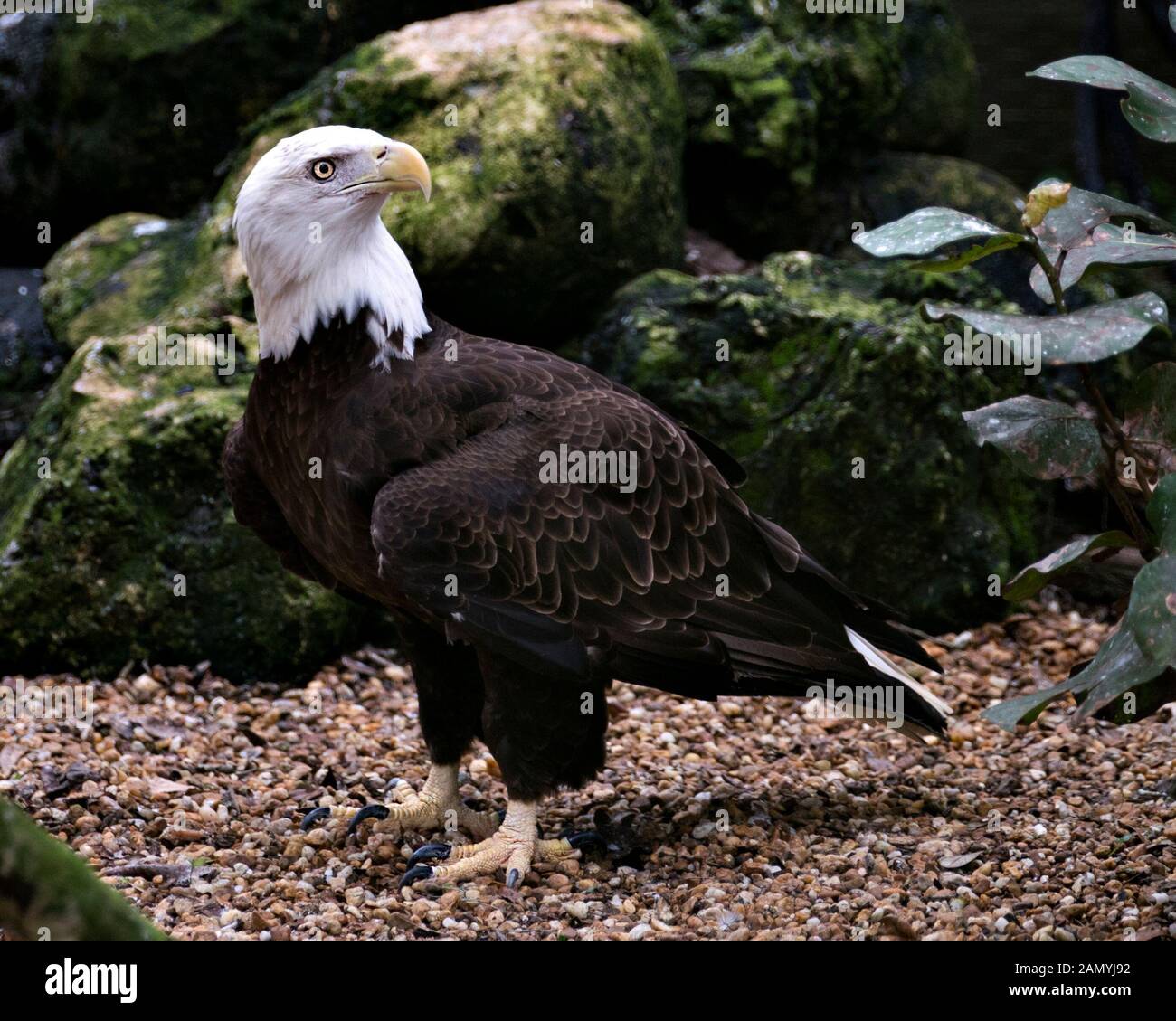 Bald Eagle bird close-up Vue de profil affichage plumes brunes plumage, tête blanche, yeux, bec jaune, les serres, queue blanche avec Moss et rock backgroun Banque D'Images