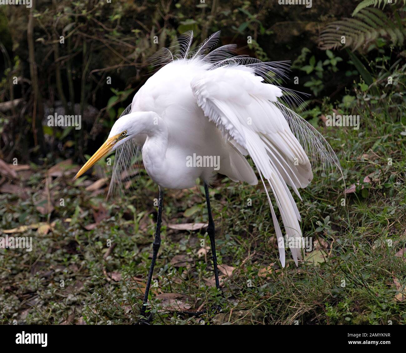 Grande Aigrette oiseau close-up Vue de profil dans l'eau avec des ailes propagation avec un fond de l'eau affichage tête, bec jaune, oeil, blanc duveteux fe Banque D'Images