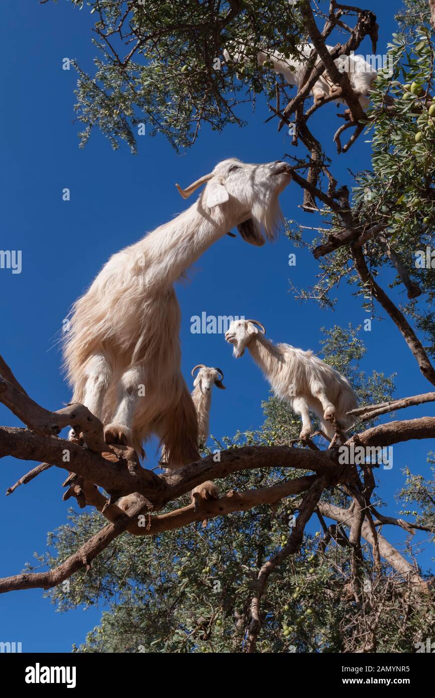 Chèvres blanches sur un arbre d'Argan mangeant des feuilles, Essaouira, Maroc. Banque D'Images