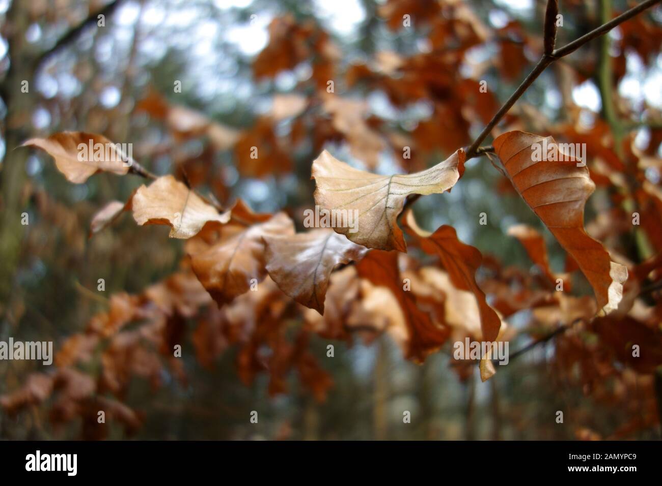 Les feuilles fanées sur une branche, gros plan Banque D'Images