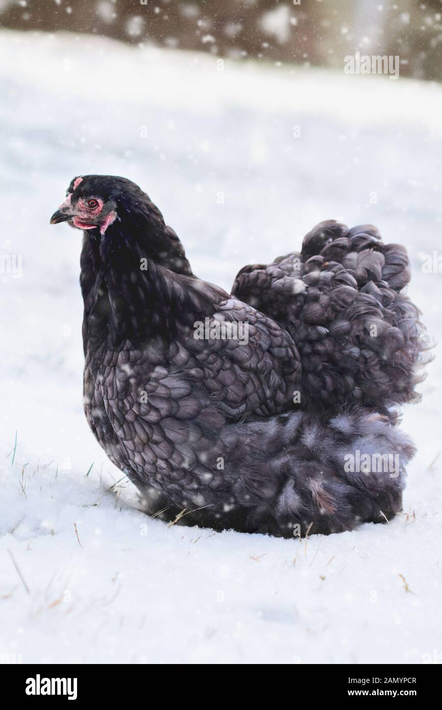 Gamme de Cochin bleu ou Pekin hen marcher dans la cour lors d'une tempête de neige. Focus sélectif avec arrière-plan flou. Banque D'Images