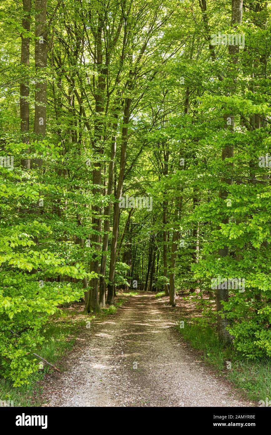 Route de campagne de gravier à travers la forêt verte en Bavière rurale, Allemagne Banque D'Images