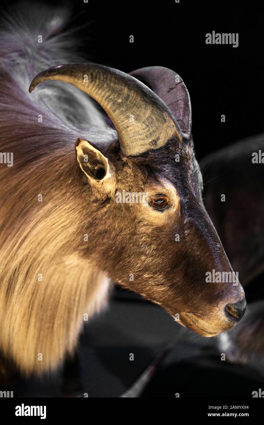 Himalayan tahr.Latin;Hemitragus jemlahicus Ongulate À Embout Uniforme,chèvre sauvage originaire du nord de l'Inde, du Népal et de l'Himalaya. Banque D'Images