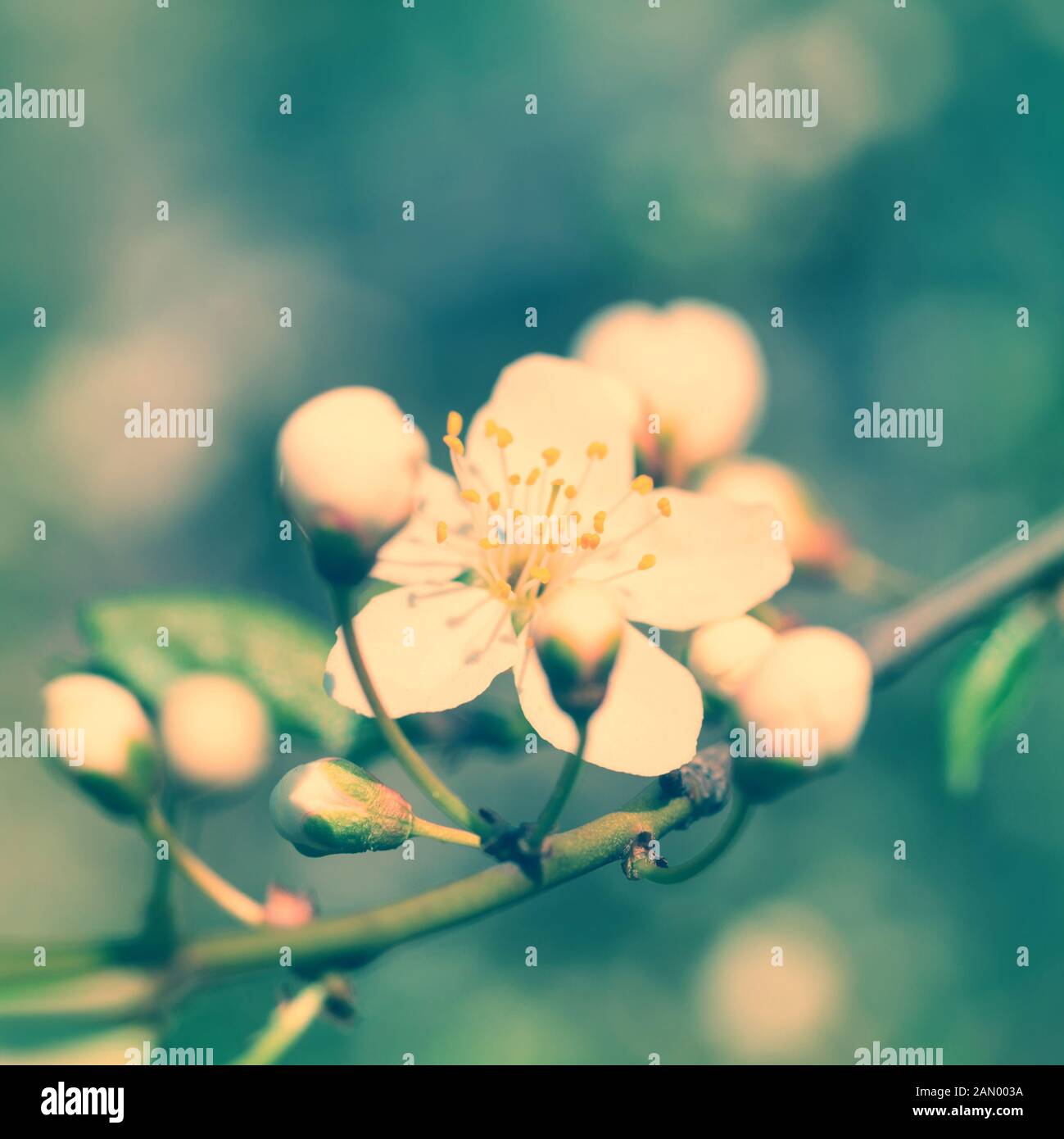 Fleurs de Printemps fleurs de printemps blanc sur un prunier contre soft floral background. Comme instagram colorisée Banque D'Images