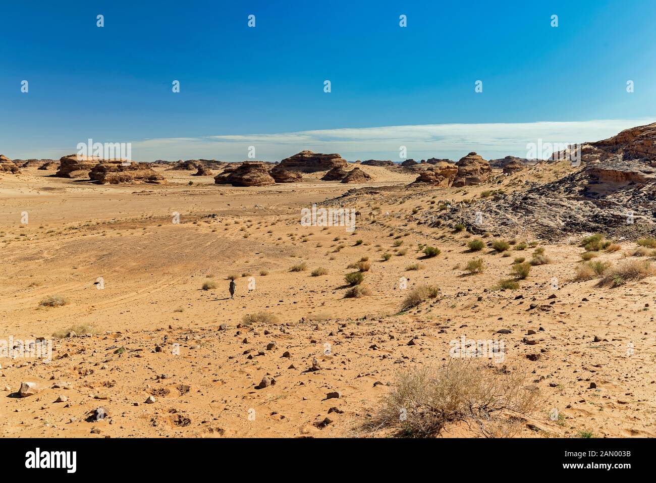 Chameau et chameaux dans le désert Banque D'Images