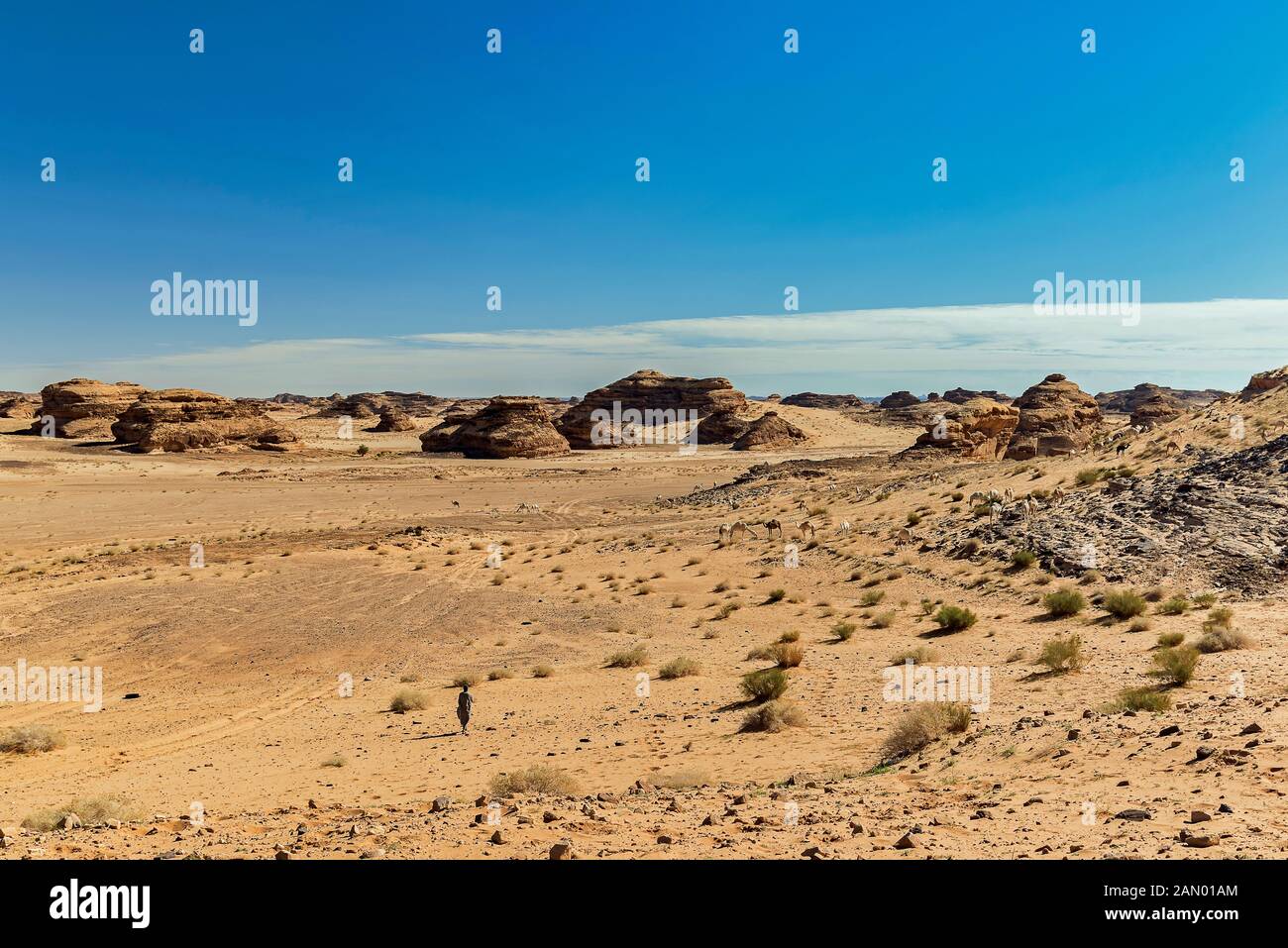 Chameau et chameaux dans le désert Banque D'Images