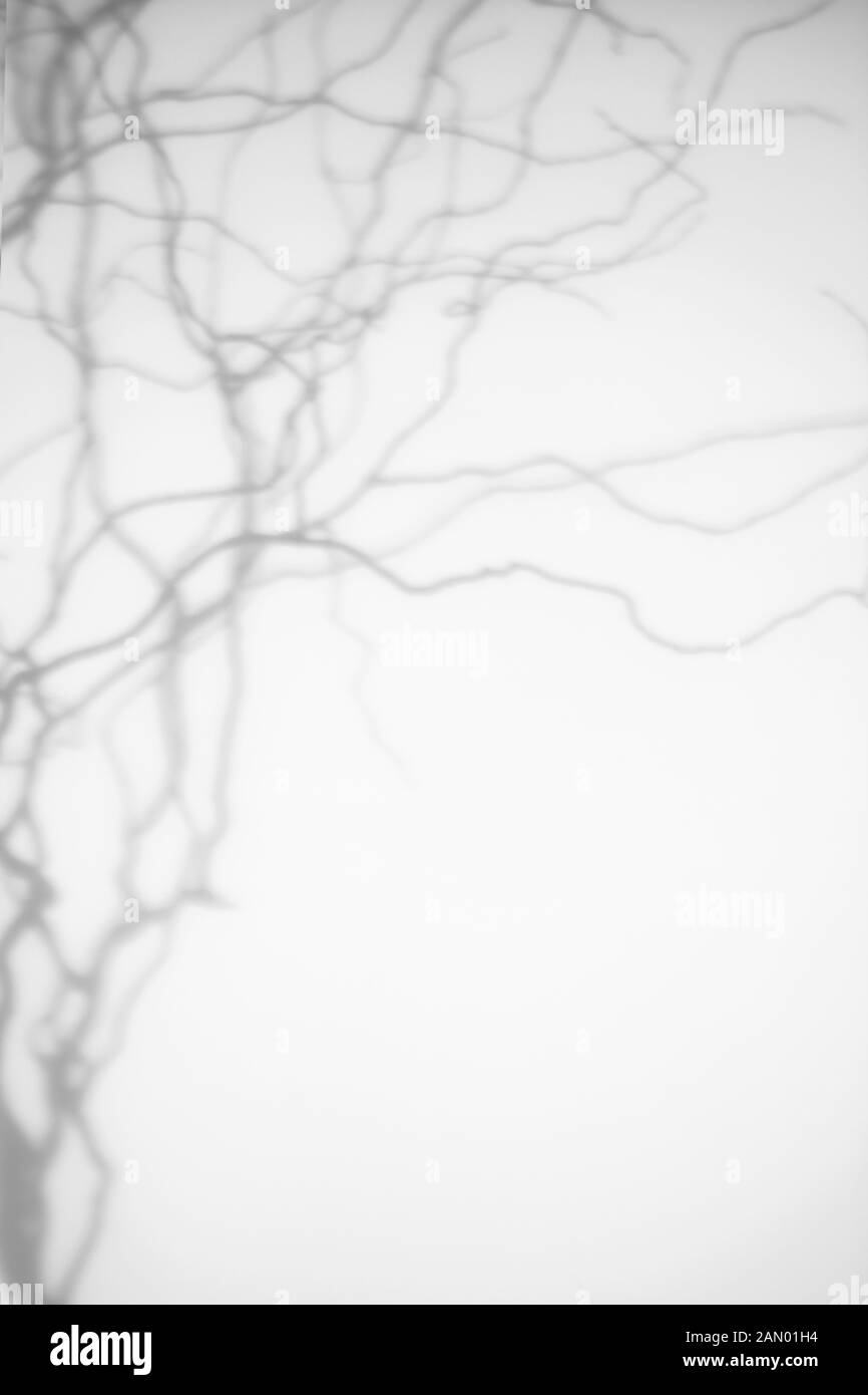 ombres des branches de l'arbre sur une paroi blanche Banque D'Images