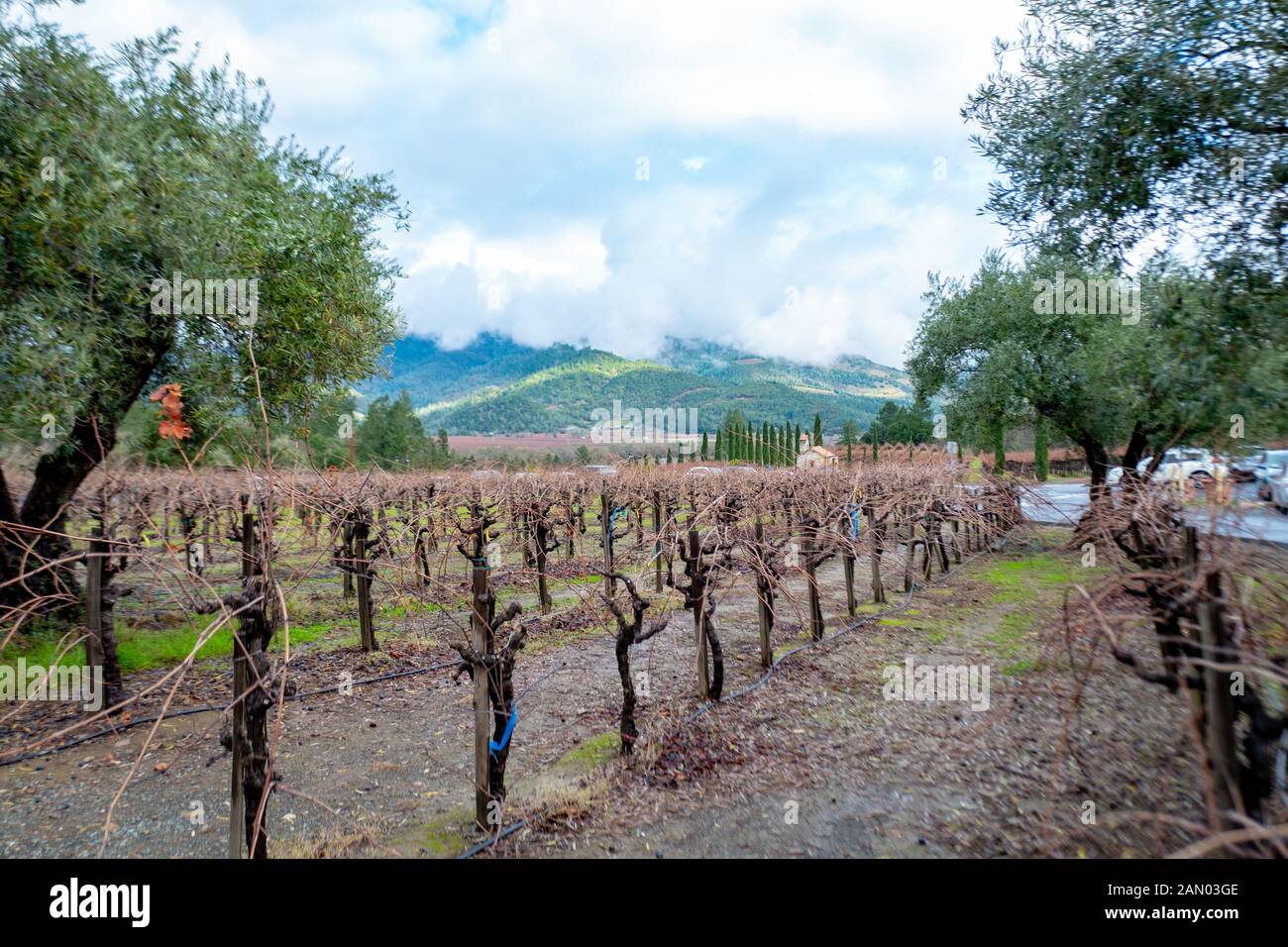 Vignes du Castello di Amorosa, un vignoble dans le Calistoga AVA de la Napa Valley en Californie, le Pays du Vin, installé dans une grande reconstitution d'un château toscan, calistoga, Californie, le 22 décembre 2019. () Banque D'Images