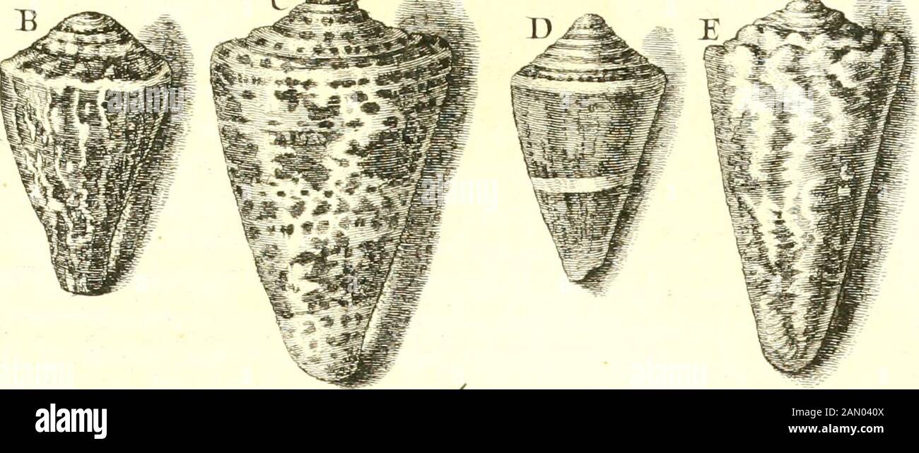 L'histoire naturelle de l'Église dans les deux partis principaux, la lithologie et la constologie : ne pas l'une de la Cité des pierres et de l'autre des codages : ouvrage dans le lequel est le résultat d'une nouvelle méthode et avis critique des principaux auteurs : enrichi de figures dessinées d'après nature . ù^ : ^y^*^^. Banque D'Images