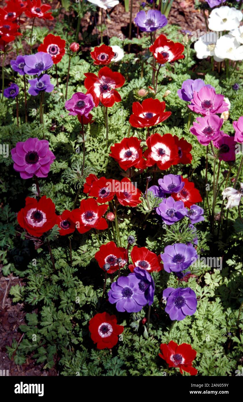 ANEMONE CORONARIA COULEUR MIXTE DE CAEN FLEURS PRINTEMPS AU DÉBUT DE L'ÉTÉ Banque D'Images