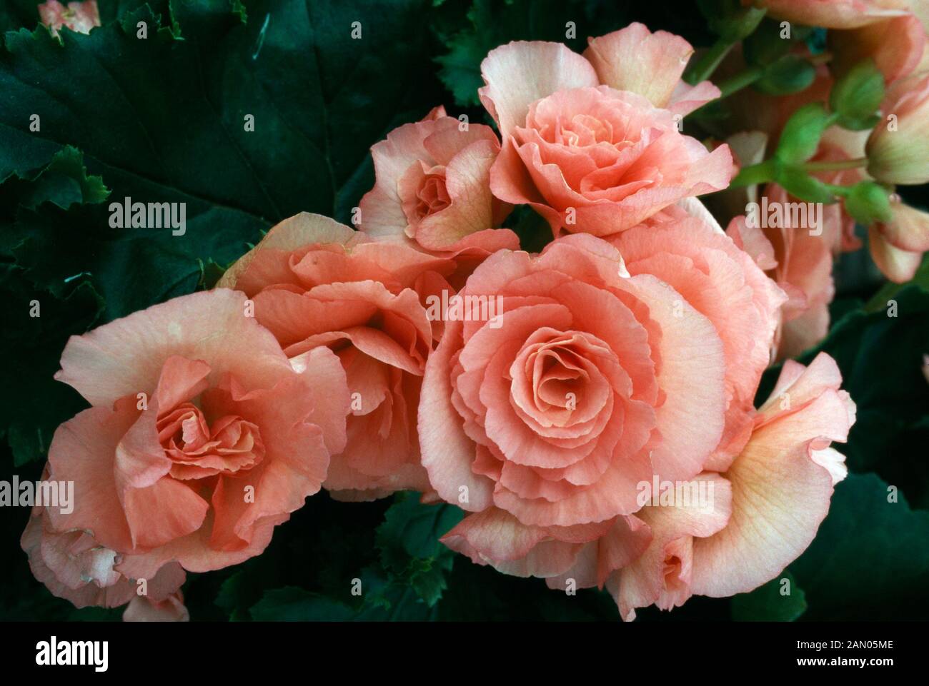 BEGONIA TUBERHYBRIDA NON STOP Banque D'Images