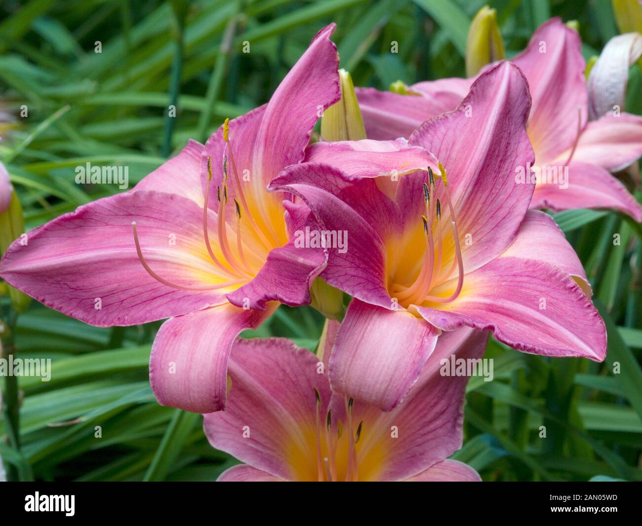Reine des roses Banque de photographies et d’images à haute résolution