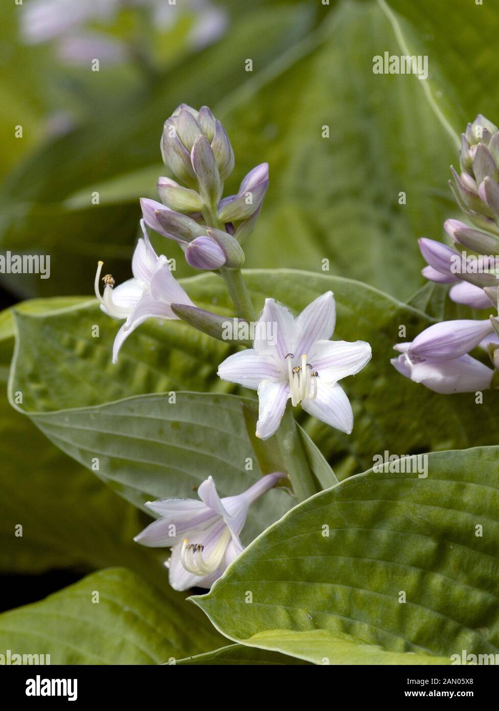 HOSTA AUGUST MOON FLOWER Banque D'Images