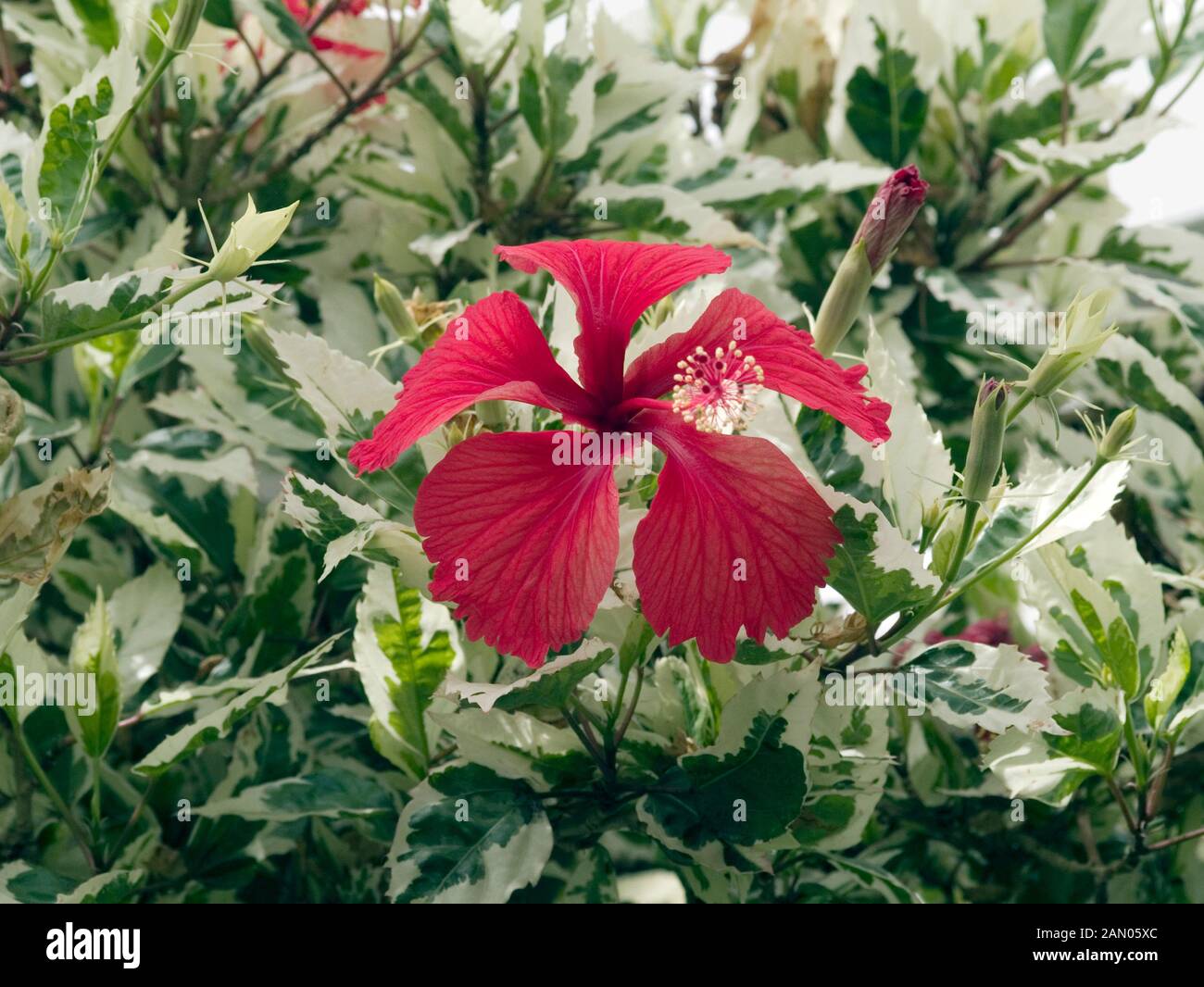 hibiscus-panach-banque-de-photographies-et-d-images-haute-r-solution