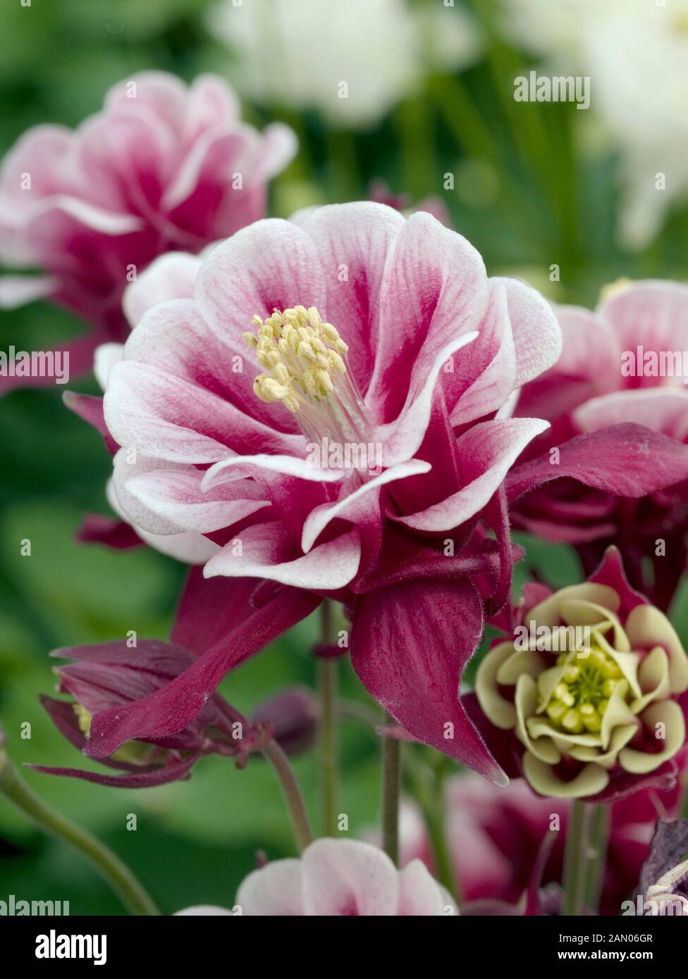 AQUILEGIA VULGARIS 'WINKY DOUBLE ROUGE BLANC' Banque D'Images