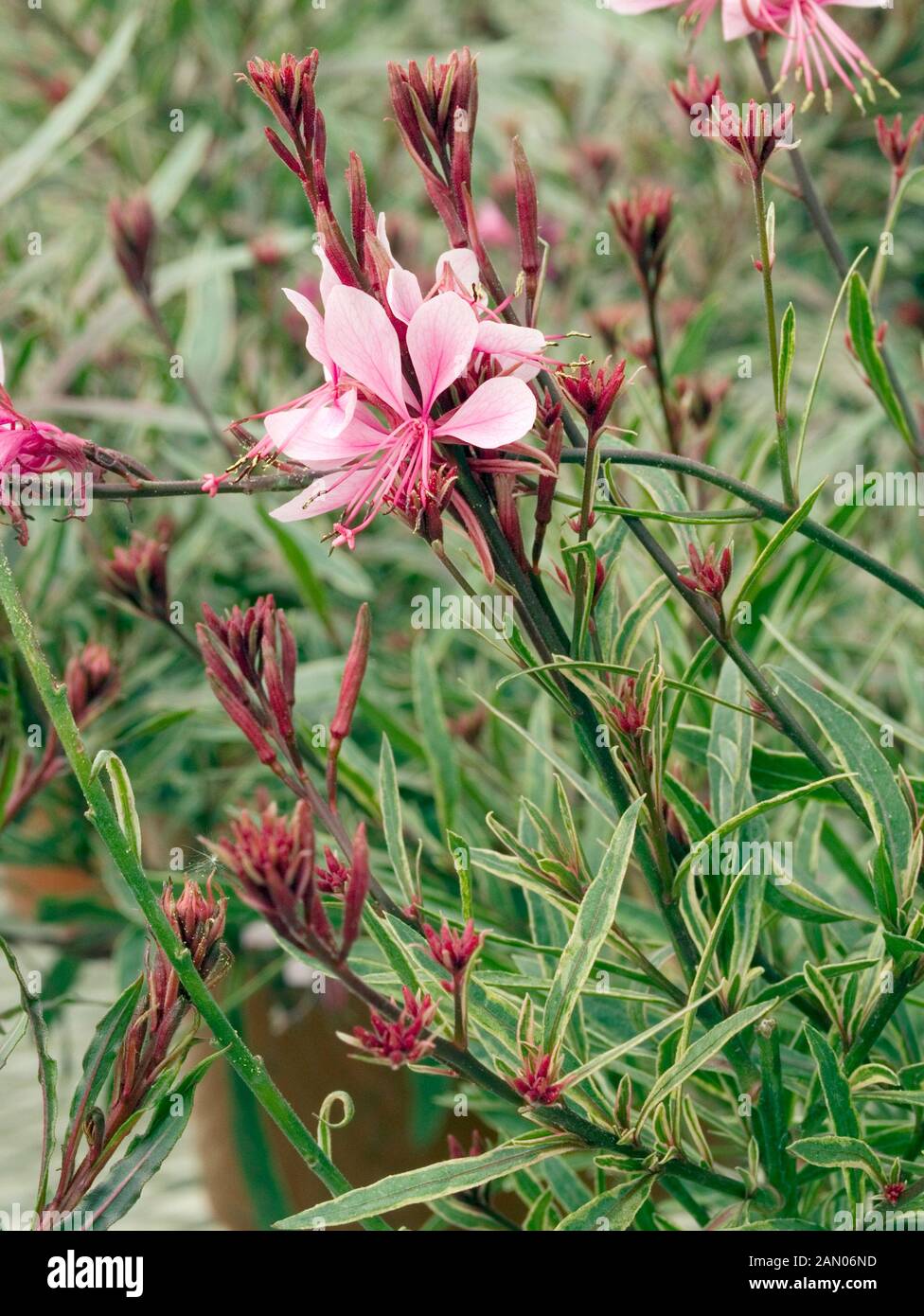 GAURA LINDHEIMERI RAINBOW PASSIONNÉ Banque D'Images