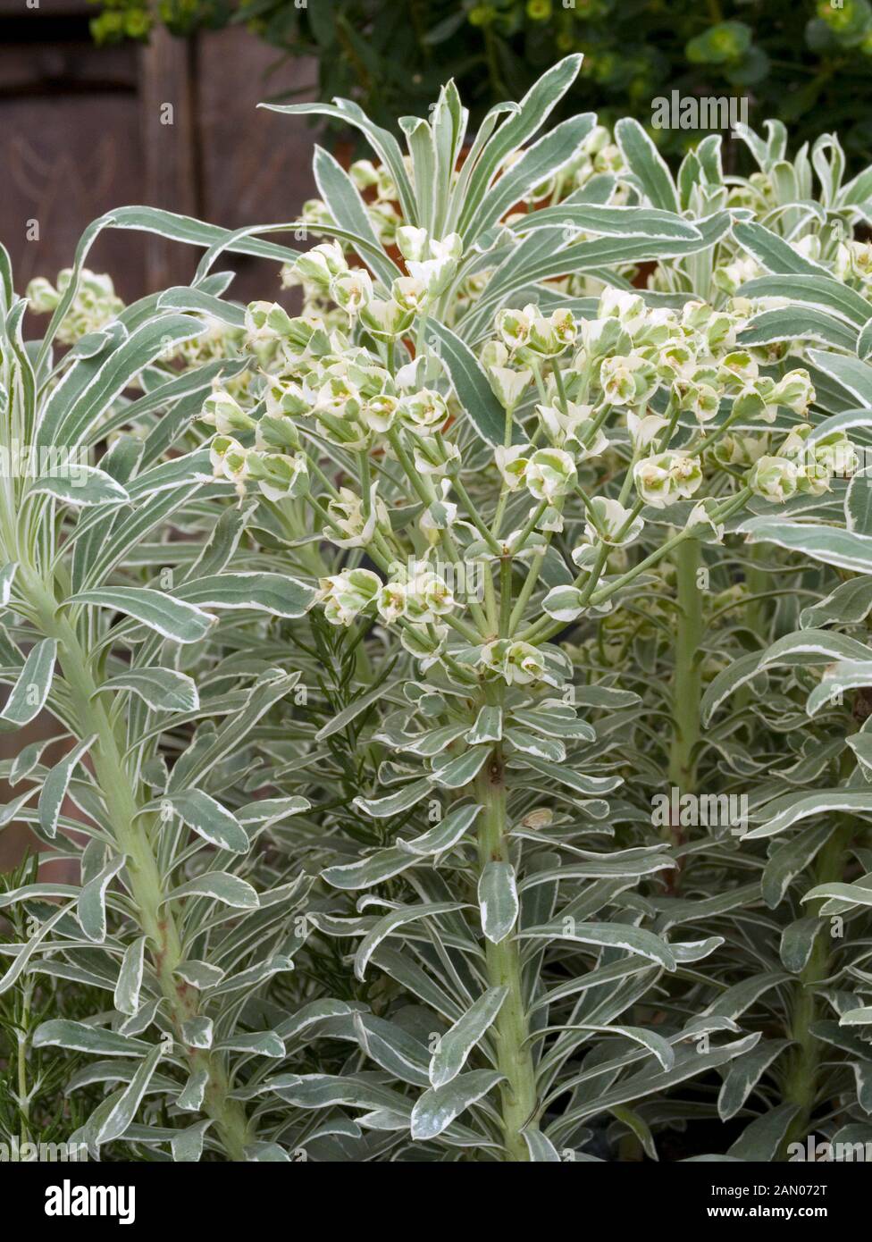 EUPHORBIA BLEU GLACIER Banque D'Images