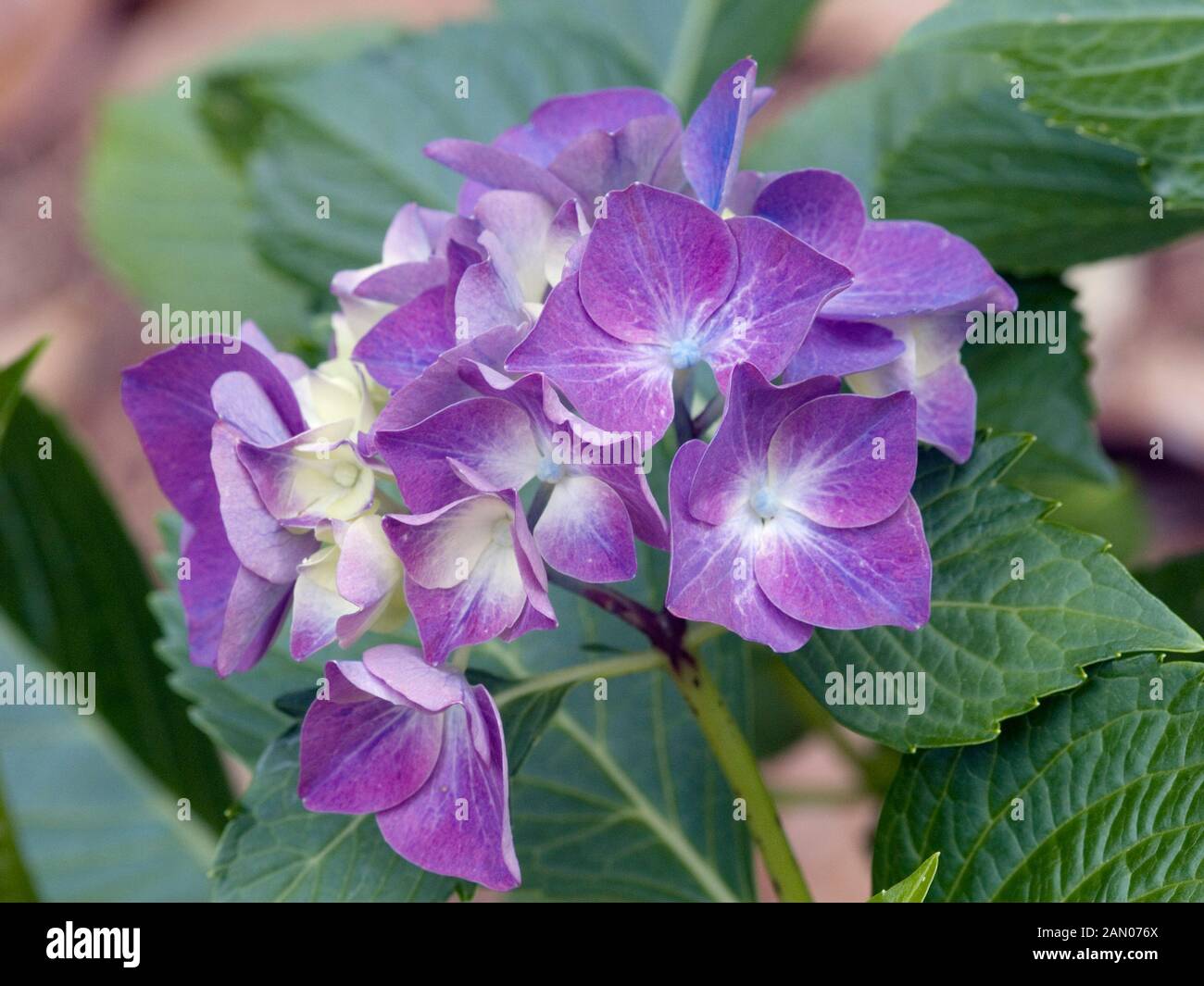 HYDRANGEA MACROPHYLLA 'BRAISE' Banque D'Images