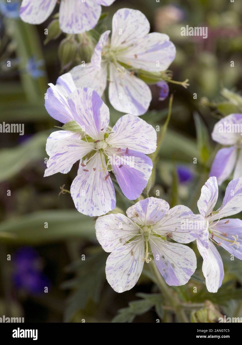 GERANIUM 'SPLISH SPLASH' Banque D'Images