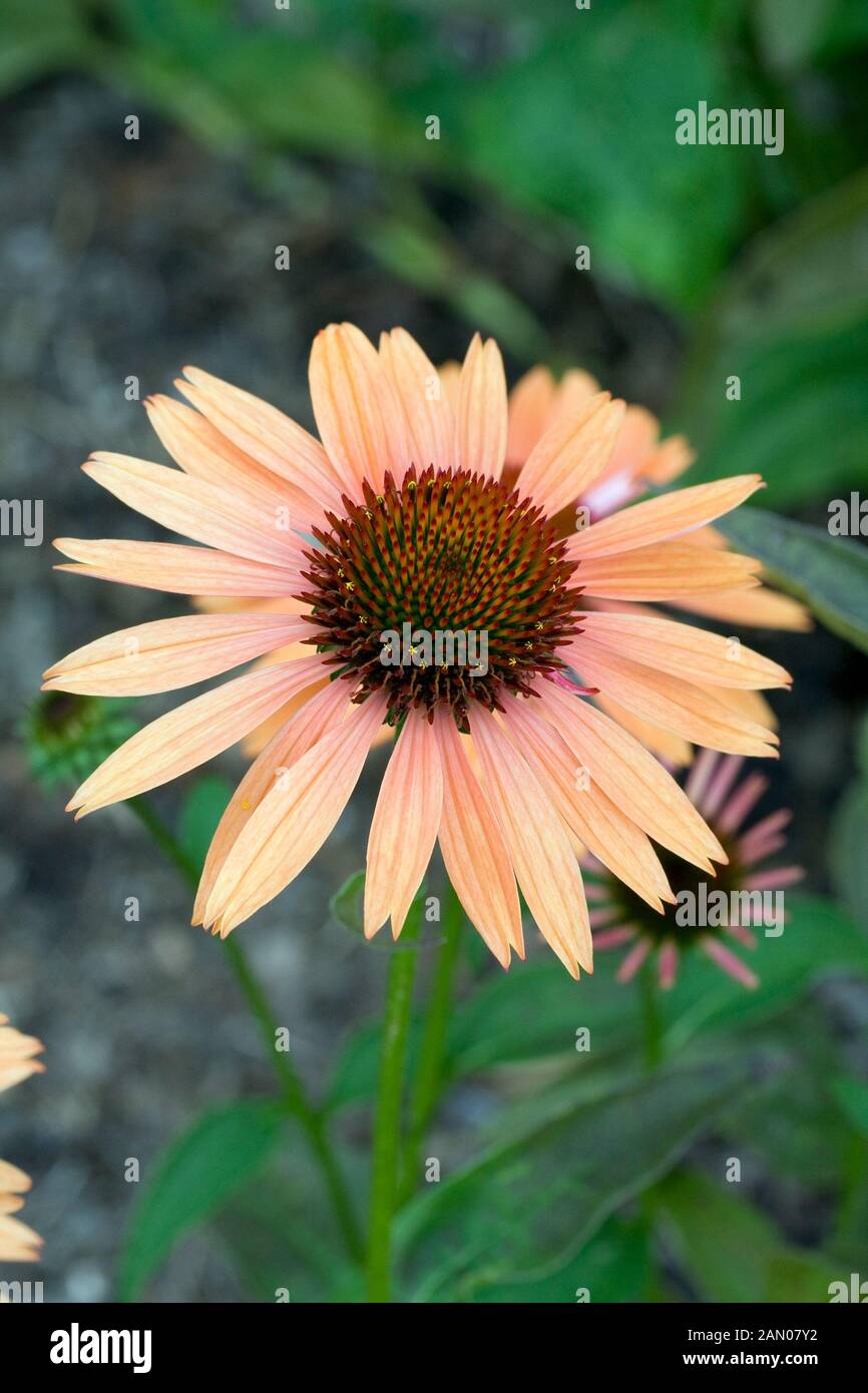 ECHINACEA 'EVAN SAUL' syn. 'SUNDOWN' - SÉRIE BIG SKY Banque D'Images