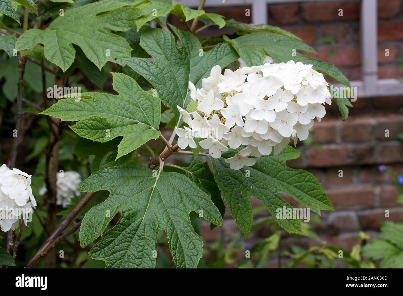 L'Hydrangea quercifolia Banque D'Images