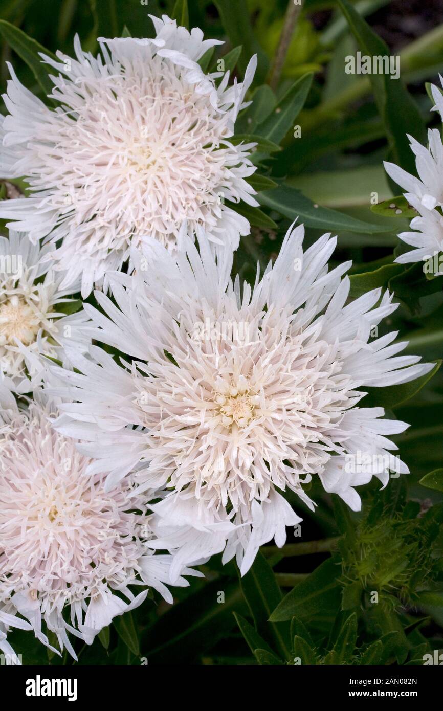 STOKESIA laevis 'Silver Moon' Banque D'Images