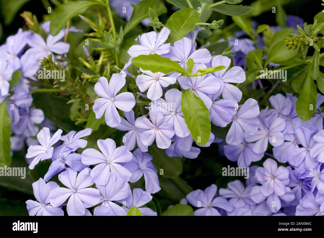 PLUMBAGO AURICALATA Banque D'Images