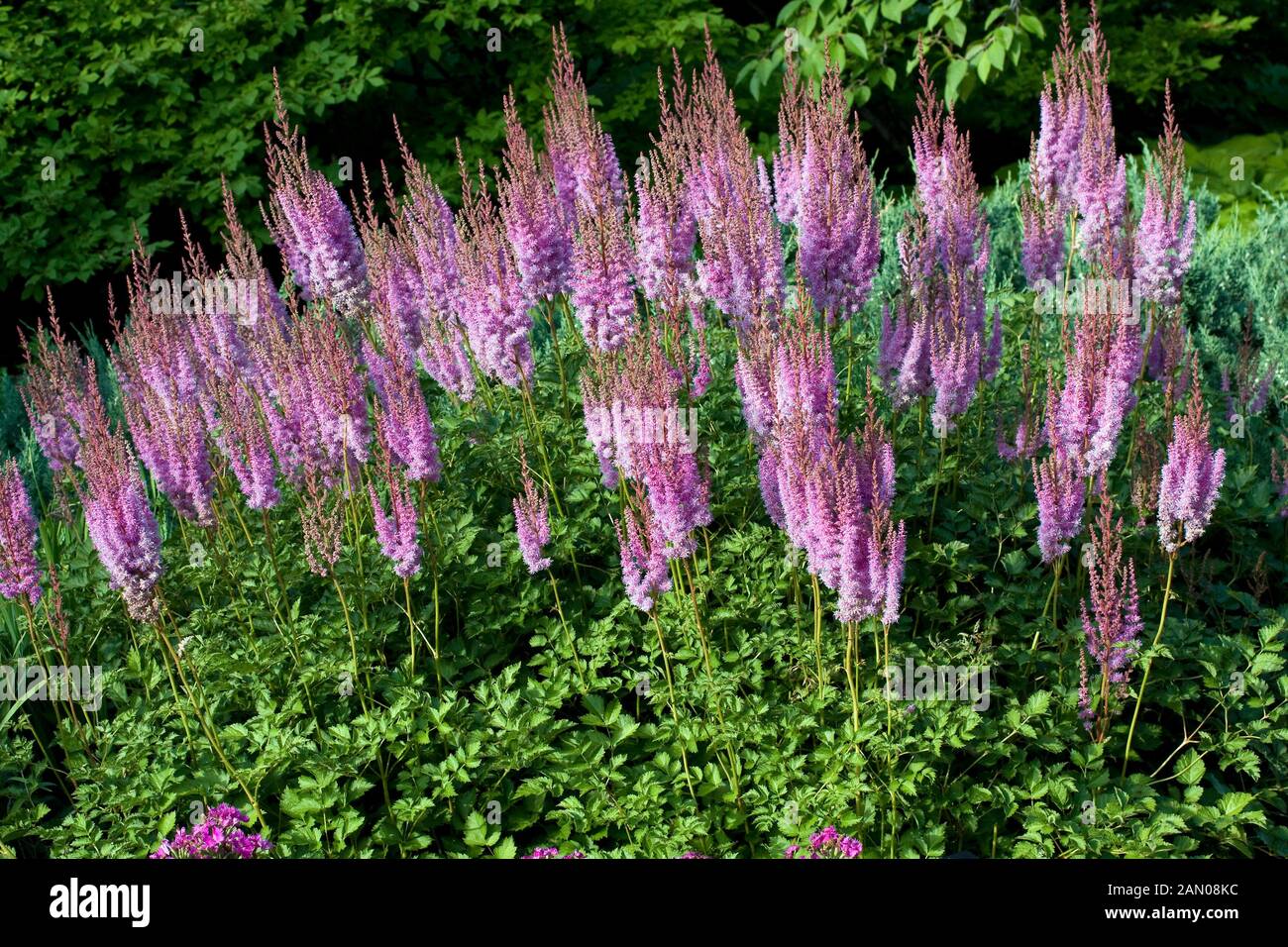 ASTILBE CHINENSIS PURPLE CANDLES PURPURKERZE Banque D'Images