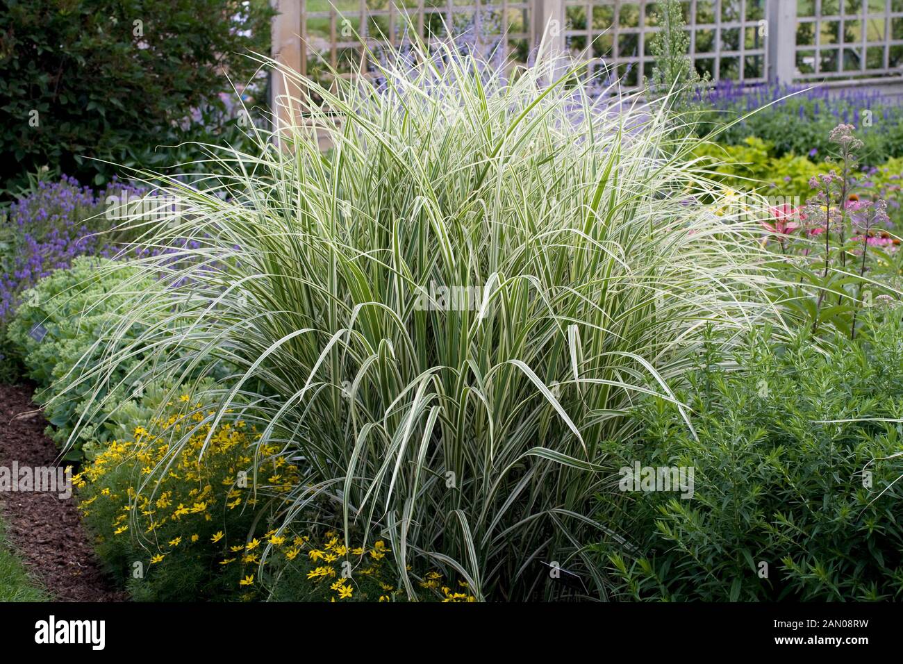 MISCANTHUS SINENSIS VARIEGATUS Banque D'Images