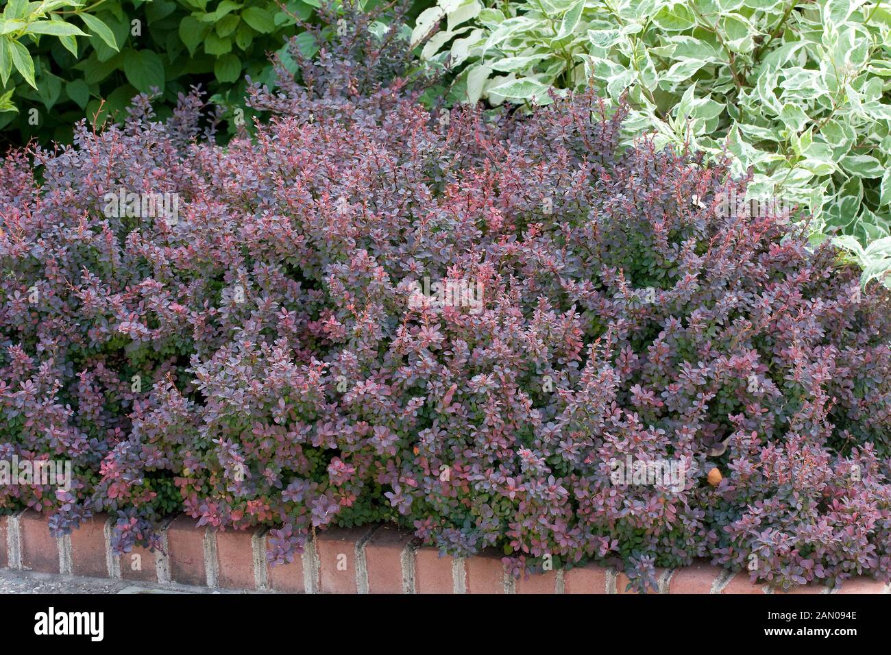 Barberry With Purple Leaves Varieties And Types Of Barberry
