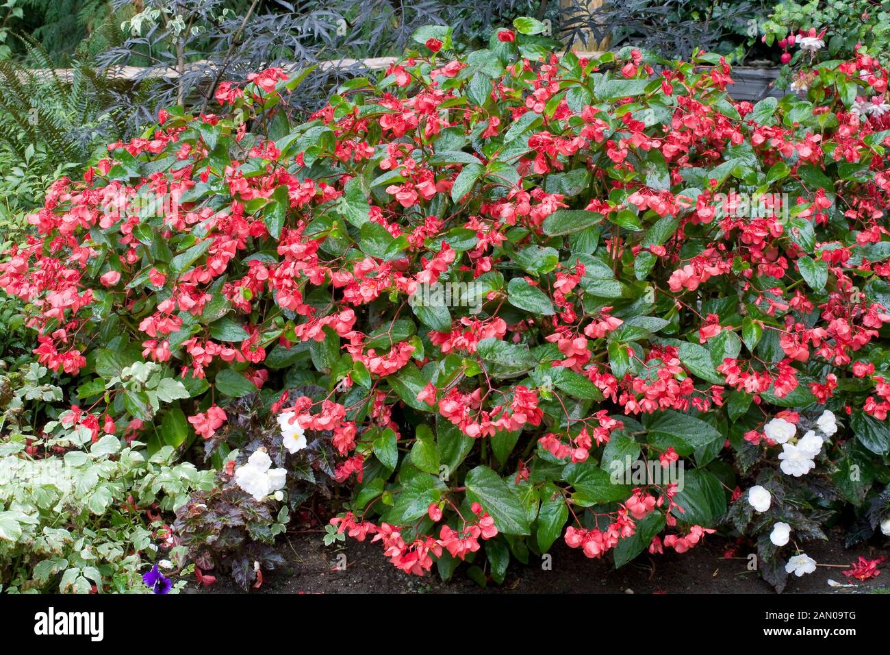 BEGONIA DRAGON WING RED Banque D'Images